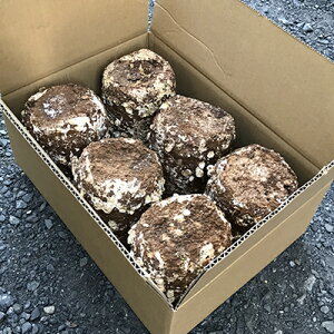 Y ̂pۏ6 ۏ}bg }bg ː̂