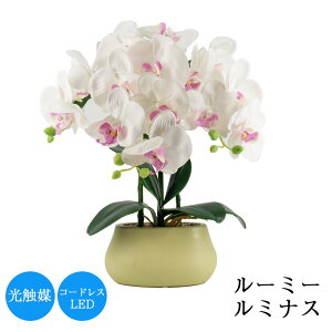 ~ [~[~iX3{ 43cm ~ ~ V~ n _ ~iX R[hX }  t    K CeA l\ lC  d ~傤 ybg