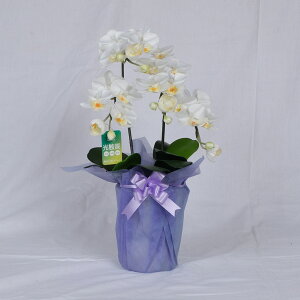 yCxg5{zOEKAORUiPSSH2V[Yj   37.0Ж20.0cm   Ӓ G}  ͂Ȃ 䋟  Mtg ̂ l    ފ 