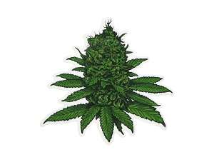 THC �X�e�b�J�[ Fat Buds C223