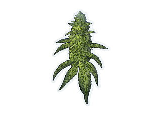 THC �X�e�b�J�[ Buds C222