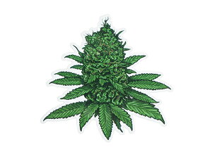 THC �X�e�b�J�[ Fat Buds C223