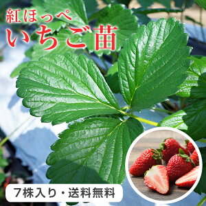 イチゴ プランター 苗の人気商品 通販 価格比較 価格 Com