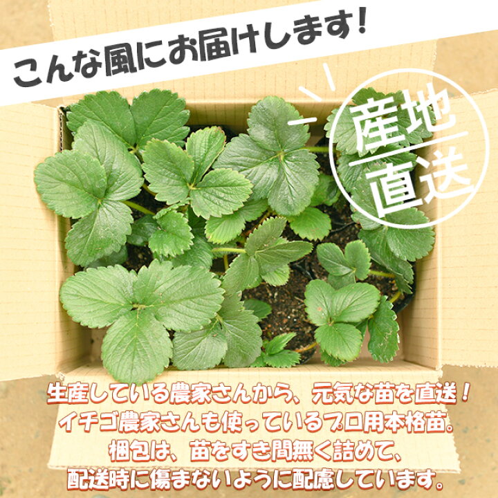 楽天市場 いちご苗 紅ほっぺ 7株入り 静岡 イチゴ 苺 農家直送 静岡県 果物 産地直送 高糖度 大きい 甘い 家庭菜園 ポット苗 イチゴ苗 苺苗 ポット 種苗 ガーデニング プランター ストロベリー 農場 農園 ベランダ 多収穫 果樹苗 野菜 栽培 送料無料 ポイント消費 楽天市場 いちご苗 紅ほっぺ 7株入り 静岡 イチゴ 苺 農家直送 静岡県 果物 産地直送 高糖度 大きい 甘い 家庭菜園 ポット苗 イチゴ苗 苺苗 ポット 種苗 ガーデニング プランター ストロベリー 農場 農園 ベランダ 多収穫 果樹苗 野菜 栽培 送料無料 ポイント消費