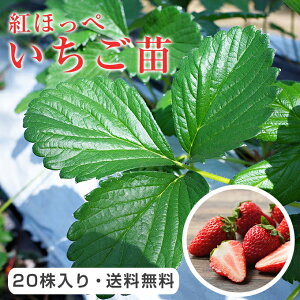 イチゴ 苗の人気商品 通販 価格比較 価格 Com
