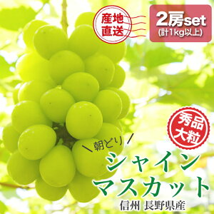 쌧Y Gi 嗱 VC}XJbg 2[set 1kgȏ ( 500gȏ × 2 [) ̂ 햳 炲ƐHׂ }XJbg Ԃǂ uhE  2[ 1L MB  Mtg Yn _ƒ ʕ 