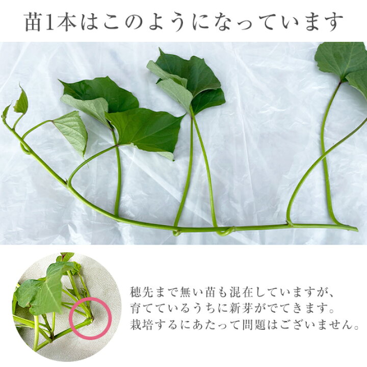 ☆コロ様専用☆あまはづき☆ 令和7年度 切り苗 登録品種 PVP ウィルス 