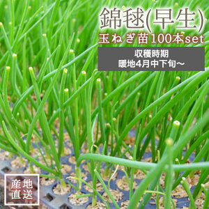 ÉY џ{ V ʂ˂ c 100{  ʂ˂ 4 { тイ 񂫂イ n\ ^}lM ʂ˂c ^}lMc ʂ˂c̔ ̔ É _Ɨp _ƒ É Yn ƒ؉ K[