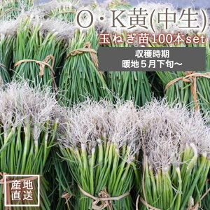 ÉY OEK  ʂ˂ c 100{  ʂ˂ 5 { n\ ^}lM ʂ˂c ^}lMc ʂ˂c̔ ̔ É _Ɨp _ƒ É Yn ƒ؉ K[fjO v