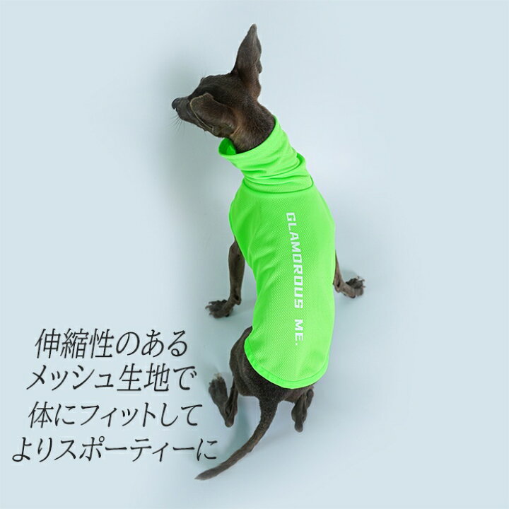 楽天市場】イタリアングレーハウンド 服 イタグレ ミニピン ウィペット 