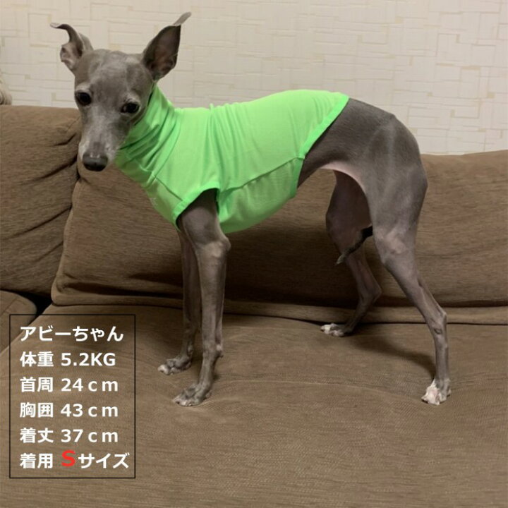 楽天市場】イタリアングレーハウンド 服 イタグレ ミニピン ウィペット 