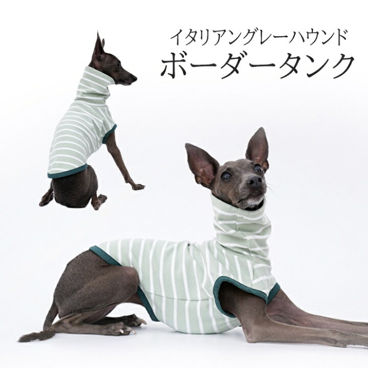 楽天市場】送料無料 イタリアングレーハウンド 服 イタグレ ボーダー 