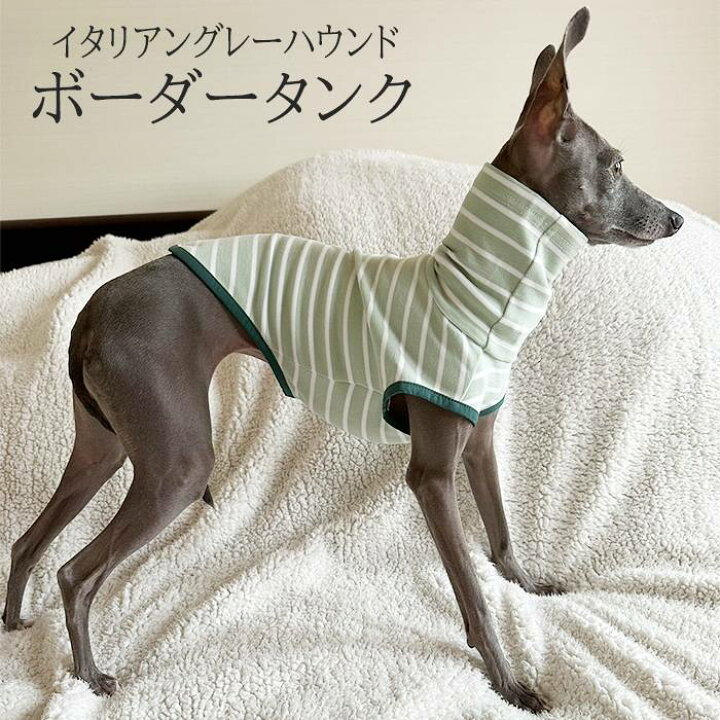 楽天市場】送料無料 イタリアングレーハウンド 服 イタグレ ボーダー 