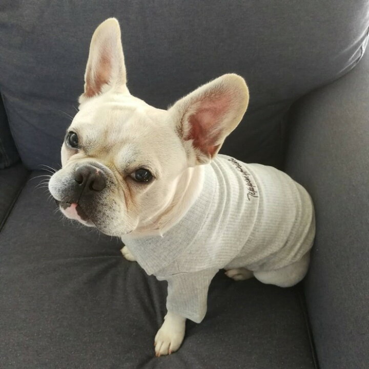 楽天市場 フレンチブルドッグ 服 ｔシャツ カットソー ポロシャツ 秋 冬 犬 フレブル 可愛い ドッグウェア 襟付き お洒落 高級ペットウェア ペット服 犬服 洋服 カジュアル おしゃれ 中型犬 小型犬 大型犬 Km087ts Bestwear