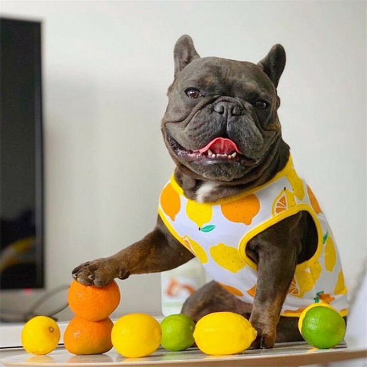 楽天市場】犬 服 春夏 フレブル タンクトップ 中型犬 かわいい 