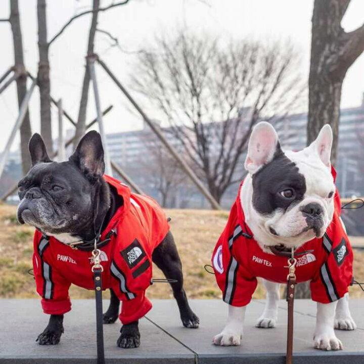楽天市場 動画あり フレンチブルドッグ レインコート 小型犬 中型犬 大型犬 犬 雨 散歩 グッズ フレブル 防水ジャケット 犬 服 ドッグウェア ジャンパー オシャレ ペット服 ペットウェア Km255jk Bestwear
