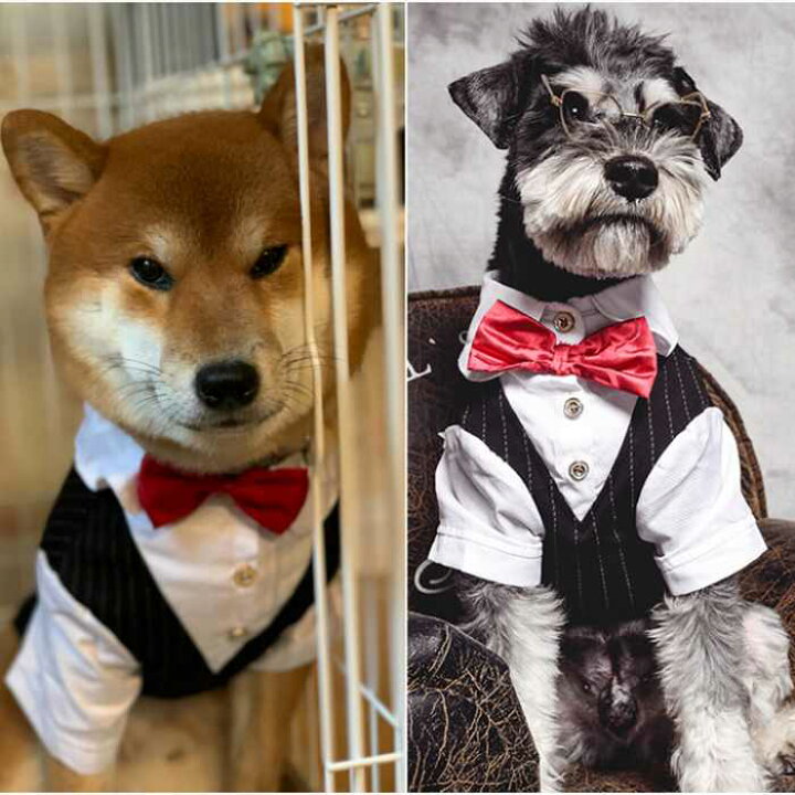 楽天市場 土日限定 店内ポイント5倍 フレンチブルドッグ 服 犬 中型犬 小型犬 ペット タキシード スーツ 蝶ネクタイ付き おめかし お出かけ 犬 猫服 正装 結婚式 Km306ts フィットネス ヨガウェアbestwear