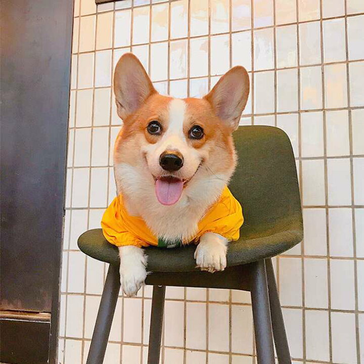 楽天市場 犬 レインコート フレンチブルドッグ 服 フレブル コーギー 恐竜カッパ 雨の日も散歩 撥水 濡れない 雨具 雨服 小型犬 中型犬 防水 Km305op Bestwear