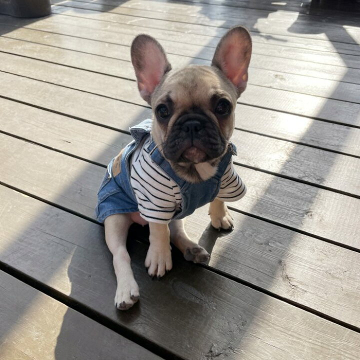 楽天市場 動画あり 犬 服 フレンチブルドッグ デニム ワンピース 春 夏 秋 冬 服 ドッグウェア 中型犬 小型犬 大型犬ジーンズ風 フレブル つなぎ スカート おしゃれ 可愛い ペット用 Km299sk Bestwear