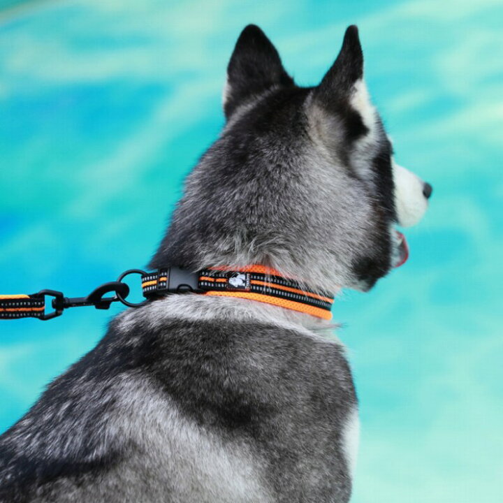 楽天市場 送料無料 首輪 犬 痛くない 超小型犬 小型犬 中型犬 大型犬 おしゃれ かわいい 定番 クッション入り 通気性 カラフル フレンチブルドッグ ペット用 洗いやすい 水遊び 乾きやすい Km515g Bestwear 楽天市場 送料無料 首輪 犬 痛くない 超小型犬 小型犬 中型犬 大型犬 おしゃれ かわいい 定番 クッション入り 通気性 カラフル フレンチブルドッグ ペット用 洗いやすい 水遊び 乾きやすい Km515g Bestwear