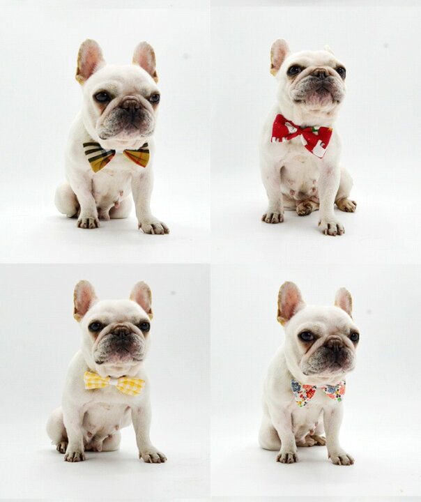 楽天市場 送料無料 1000円ぽっきり 犬 蝶ネクタイ フレンチブルドック リボン 首輪 かわいい 猫 インスタ映え チョーカー パーティー 結婚式 正装 春 おすすめ ペット用品 誕生日 ギフト プレゼント 男の子 女の子 可愛い ペットグッズおしゃれ お出かけ 人気 安い