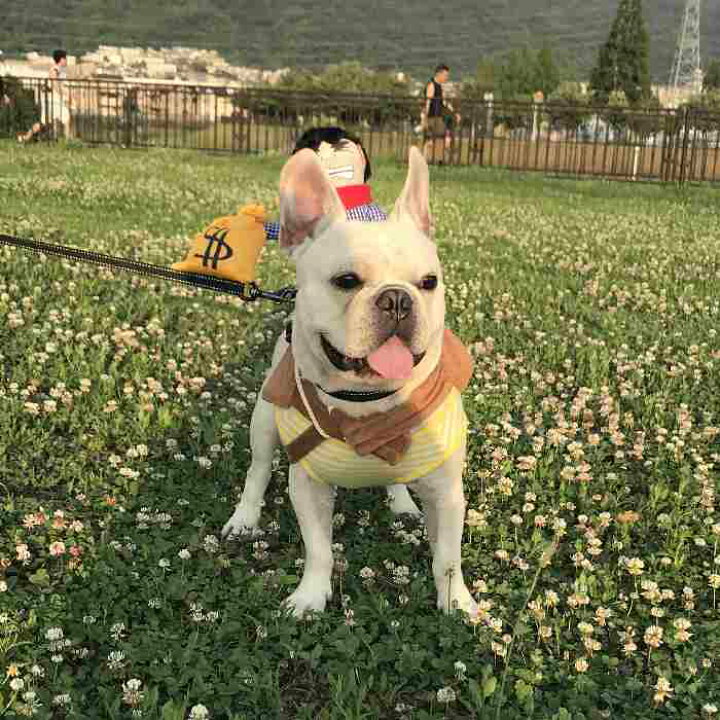 楽天市場 犬 ハロウィン 服 コスチューム コスプレ ペット用 カゥボーイ 人形 おもしろグッズ 変装 フレンチブルドッグ コーギー 小型犬 中型犬 大型犬 Km560g Bestwear