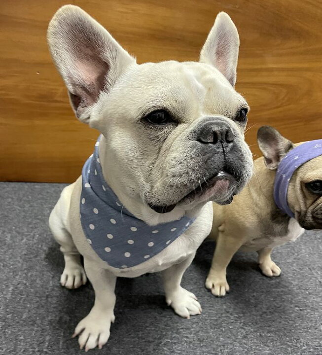 楽天市場 犬 スカーフ ヘアバンド よだれかけ バンダナ カラー ドッグアクセサリー 犬用デンタルスカーフ おしゃれ 可愛い 小型犬 犬服 ペット用コスチューム アクセサリー 犬の服 Km633g Bestwear