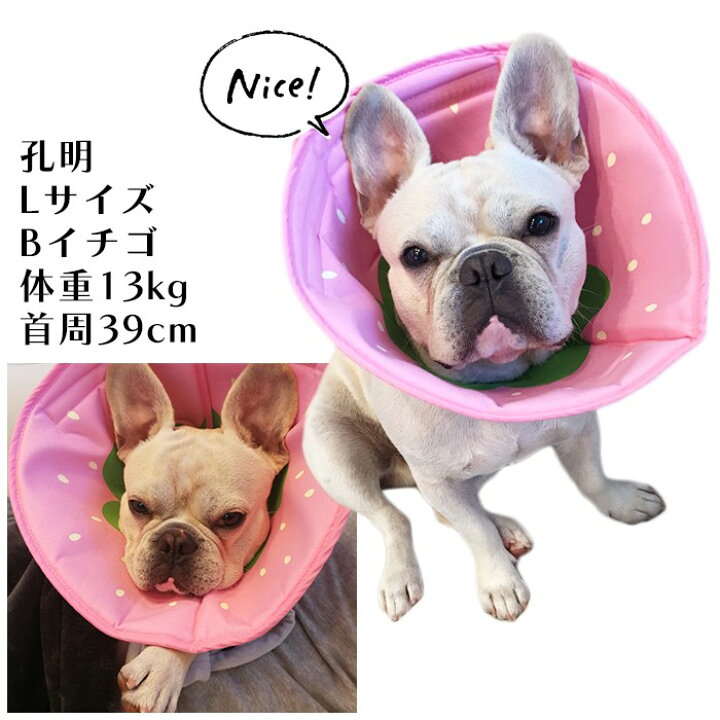 XLサイズの犬用品: 冬用ジャケット 2 着、ハーネス 2 着、エリザベス 
