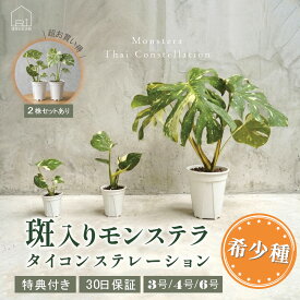 斑入り モンステラ 鉢 タイコンステレーション 観葉植物 ギフト 3号 4号 6号 ポット鉢 S M L サイズ 苗 ミニモンステラ 希少種 インテリア おしゃれ 可愛い かわいい 育てやすい 枯れにくい お祝い プレゼント 特典付き プレゼント付き 30日保障 2株セットあり