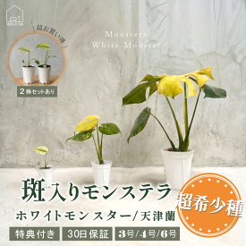 モンステラ 鉢 ホワイトモンスター(天津蘭) 3号 4号 6号 ポット鉢 S M L サイズ 観葉植物 観葉植物 ギフト ミント斑モンステラ 斑入り 希少種 レア 珍しい 室内園芸 おしゃれ 可愛い かわいい 育てやすい 枯れにくい お祝い プレゼント 付き 30日保障 2株セットあり