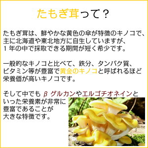 送料無料黄金たもぎ茸360錠きのこたもぎたけ健康美容サプリダイエットメタボアンチエイジング腸内環境改善便秘中高年日本産男性女性人気おすすめ