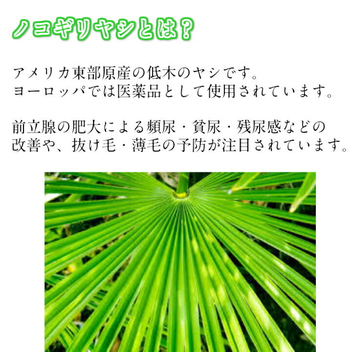 楽天市場 送料無料 C Garden ノコギリヤシpremium 60粒 サプリ サプリメント 健康 頻尿 前立腺 髪 育毛 薄毛 抜け毛 中高年 男性 人気 おすすめ メール便 健康と美容のお店 C Garden