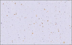 e[u}bg3303@V̐ij PʁF1i100j Ɩp Lb`pi ~[pi H  H n엿