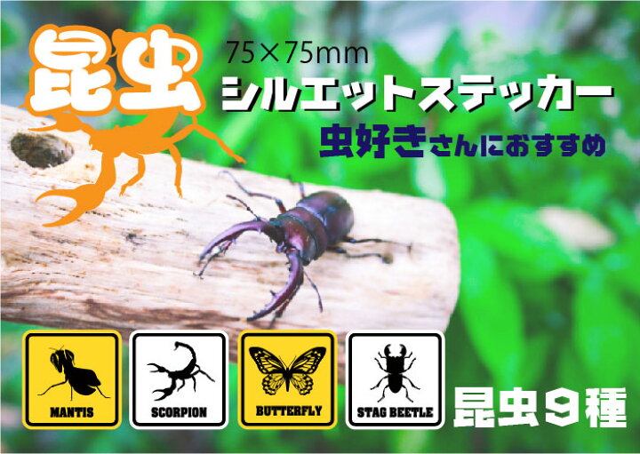 楽天市場 車 ステッカー 虫ステッカー 昆虫 カブトムシ クワガタ ちょうちょ サソリ クモ 観察ケース用 カラーズshop楽天市場店