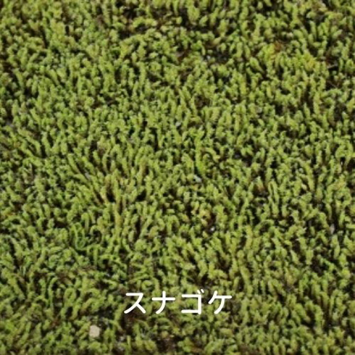 楽天市場】生きてる乾燥苔 スナゴケ 280×580mm 庭園 造園 盆栽 こけ 苔玉 ジオラマ テラリウム コケリウム 壁面 屋上緑化 インテリア グリーン モスパネル モスウォール 花材 苔好き ワークショップ サステナブル 持続可能 国産 送料無料 : C-VISION 楽天市場】生きてる乾燥苔 スナゴケ 280×580mm 庭園 造園 盆栽 こけ 苔玉 ジオラマ テラリウム コケリウム 壁面 屋上緑化 インテリア グリーン モスパネル モスウォール 花材 苔好き ワークショップ サステナブル 持続可能 国産 送料無料 : C-VISION
