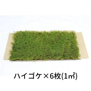 yS[S[Z[zĂ銣 nCSP 280×580mm@6i1[gj뉀  ~ ۋ WI} eE RPE ǖ Ή CeA O[ Xpl XE
