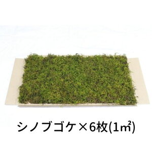 yS[S[Z[zĂ銣 VmuSP 280×580mm@6i1[gj뉀  ~ ۋ WI} eE RPE ǖ Ή CeA O[ Xpl X