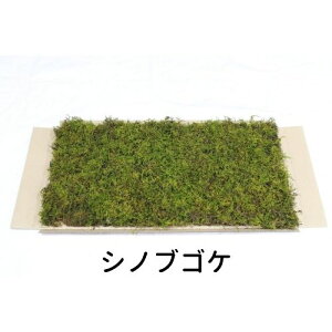 yS[S[Z[zĂ銣 VmuSP 280×580mm 뉀  ~ ۋ WI} eE RPE ǖ Ή CeA O[ Xpl XEH[ ԍ