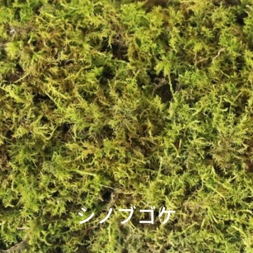 楽天市場】生きてる乾燥苔 シノブゴケ 280×580mm 庭園 造園 盆栽 こけ