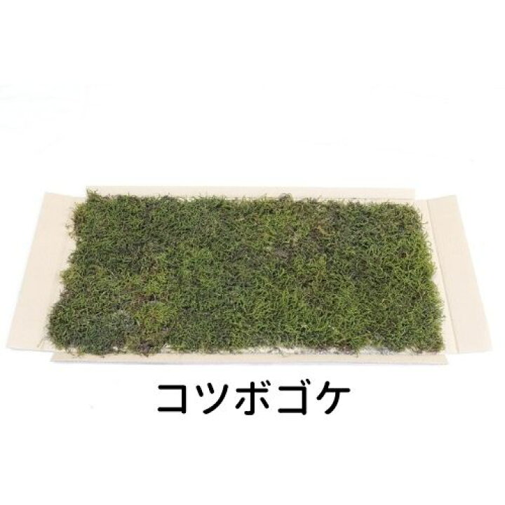 楽天市場】生きてる乾燥苔 コツボゴケ 280×580mm 庭園 造園 盆栽 こけ 苔玉 ジオラマ テラリウム コケリウム 壁面 屋上緑化 インテリア グリーン モスパネル モスウォール 花材 苔好き ワークショップ サステナブル 持続可能 国産 送料無料 : C-VISION 楽天市場】生きてる乾燥苔 コツボゴケ 280×580mm 庭園 造園 盆栽 こけ 苔玉 ジオラマ テラリウム コケリウム 壁面 屋上緑化 インテリア グリーン モスパネル モスウォール 花材 苔好き ワークショップ サステナブル 持続可能 国産 送料無料 : C-VISION