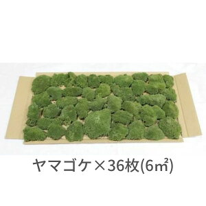 yS[S[Z[zĂ銣 }SP @6[gpi280×580mm@36j뉀  ~  RP ۋ WI} eE RPE ǖ Ή CeA O[ 