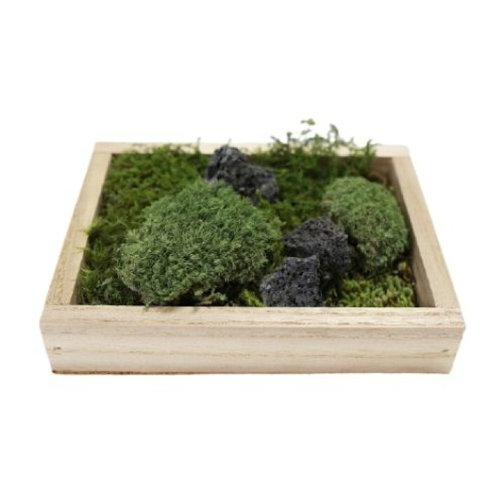 楽天市場 生きてる乾燥苔 木箱入りコケ 天然国産こけ 植物アート ジオラマ テラリウム コケリウム 盆栽 苔玉 インテリア 花材 苔好き ワークショップ C Vision