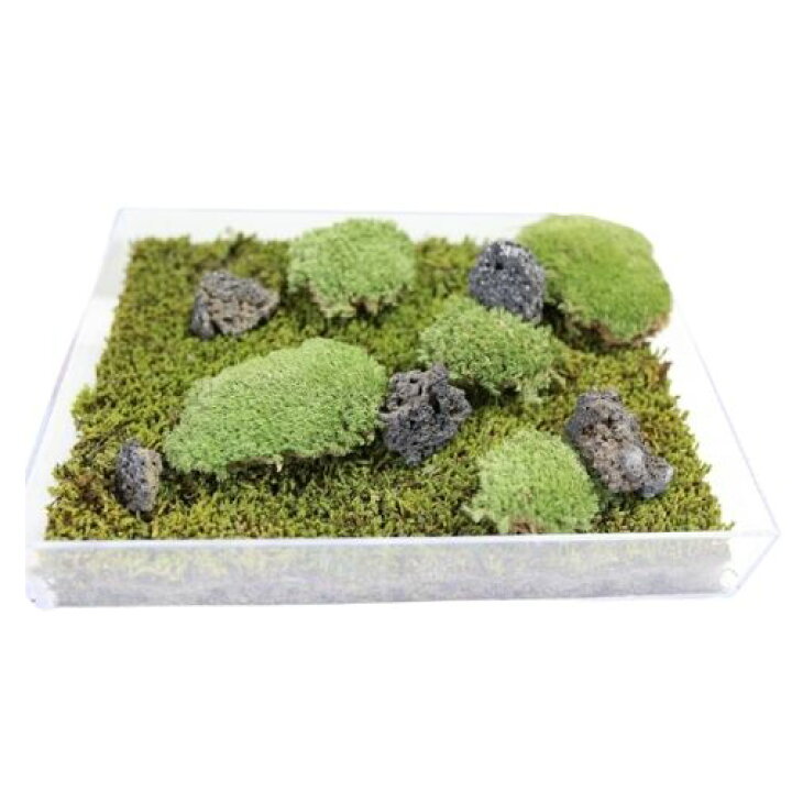 楽天市場 生きてる乾燥苔 苔のジオラマ 国産こけ コケ 植物アート ジオラマ テラリウム コケリウム 盆栽 苔玉 インテリア 花材 苔好き ワークショップ C Vision