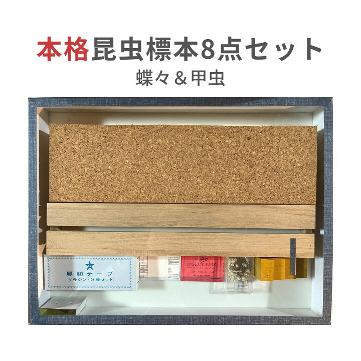 楽天市場】志賀昆虫普及社【本格昆虫標本8点セット 蝶々＆甲虫】チョウ 