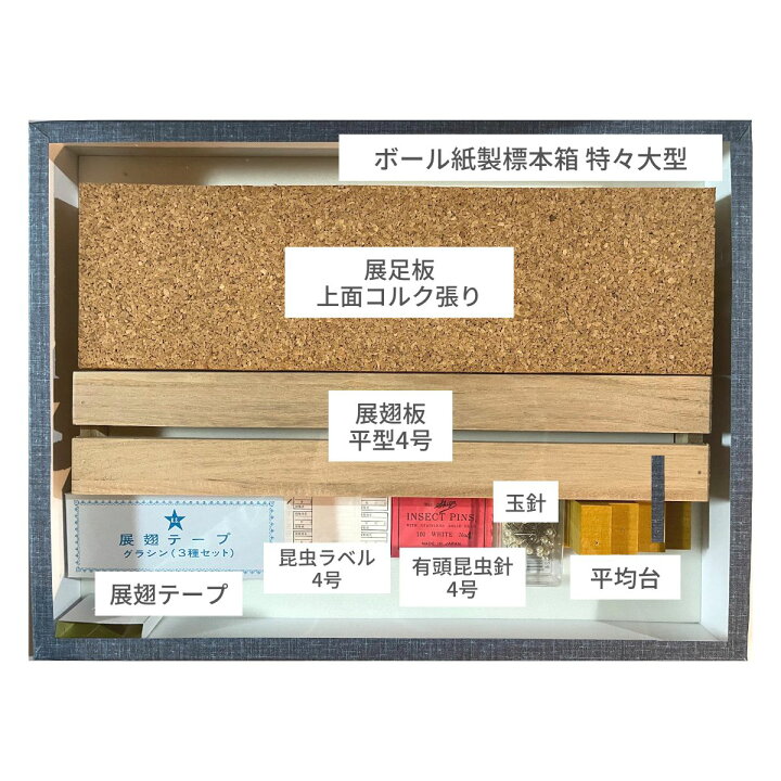 楽天市場】志賀昆虫普及社【本格昆虫標本8点セット 蝶々＆甲虫】チョウ 