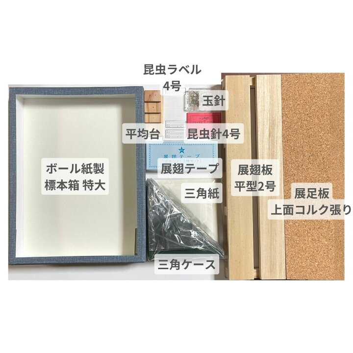 楽天市場】志賀昆虫普及社【本格昆虫標本10点セット/特大型】チョウ  