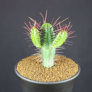 [tHrAEGmv gʊt 9cm JN^Xc gE_COT A R[fbNX 򍪐A T{eǂ A TLgvc