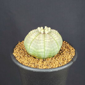 ユーフォルビア・オベサ 7.5cm鉢 カクタス長田 トウダイグサ科 麒麟玉 コーデックス 塊根植物 サボテンもどき 珍奇植物 多肉植物