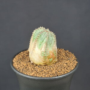 ユーフォルビア・オベサブロウ 9cm鉢 カクタス長田 トウダイグサ科 木質化 交配種 コーデックス 塊根植物 サボテンもどき 珍奇植物