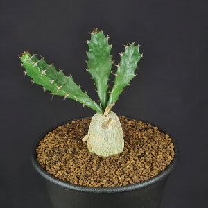 [tHrAEXNA[T  9cm JN^Xc gE_COT A R[fbNX 򍪐A T{eǂ A ^R